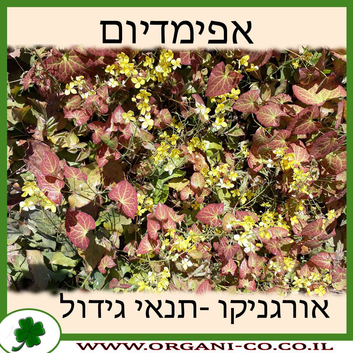 אפימדיום
