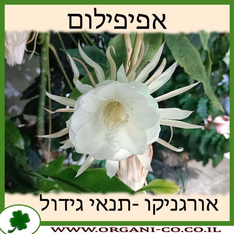 אפיפילום אפיפילום
