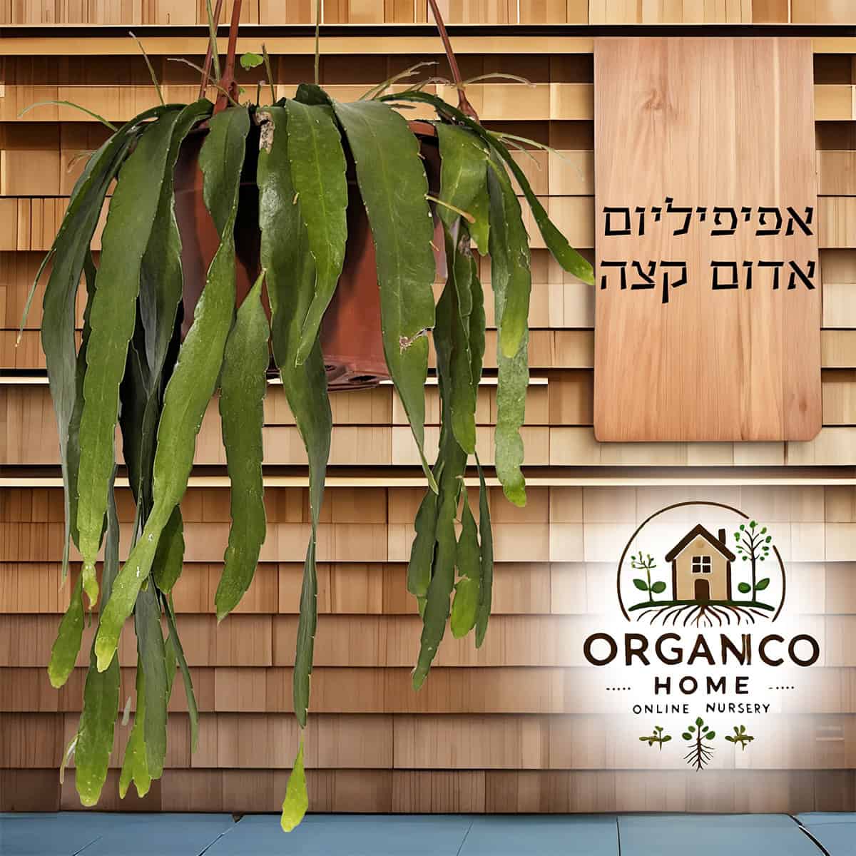 אפיפיליום אדום קצה למכירה - מחיר
