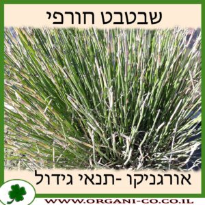 שבטבט חורפי