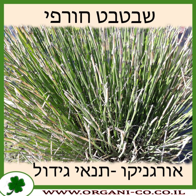 שבטבט חורפי שבטבט חורפי