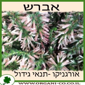 אברש גידול צמח