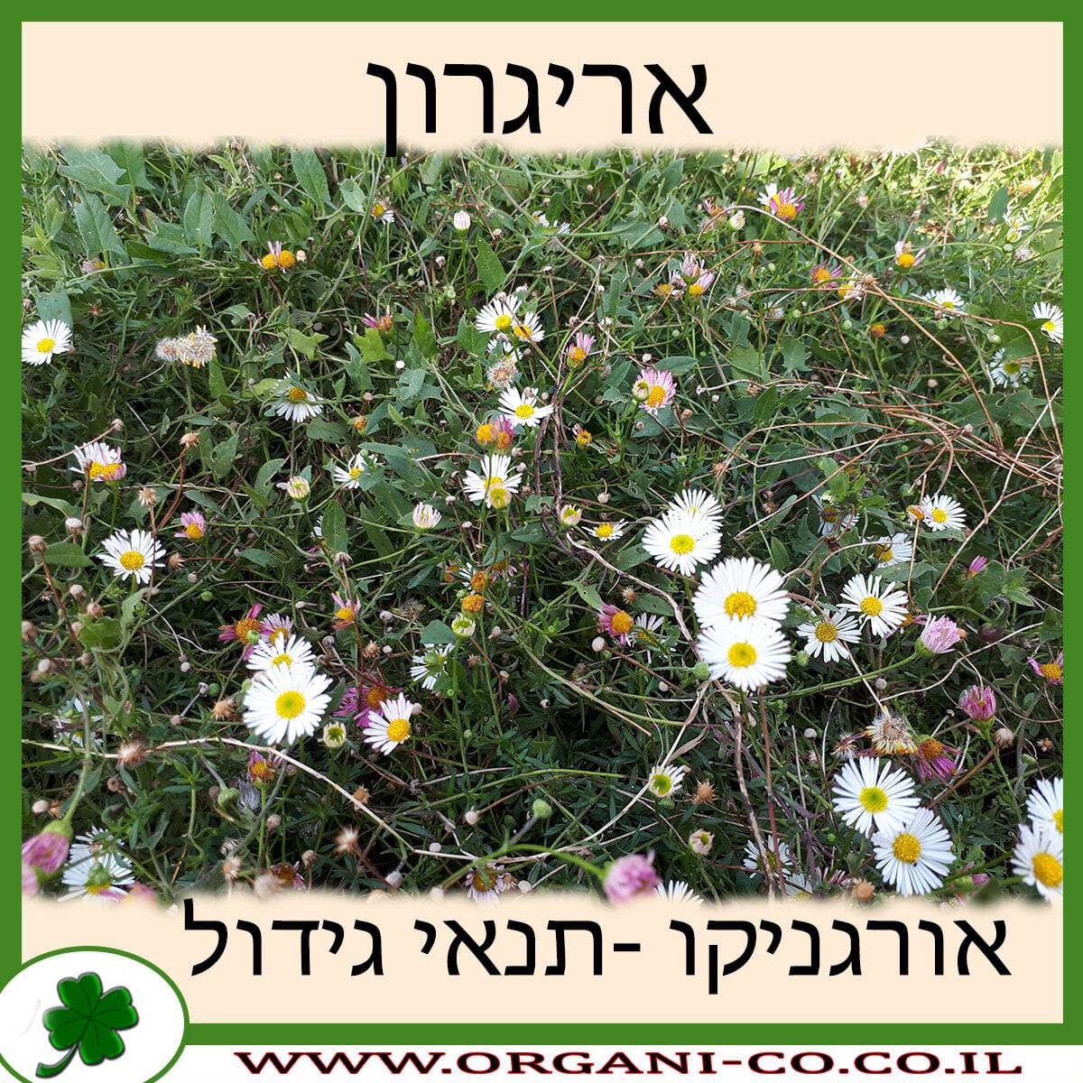 אריגרון