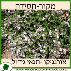 מקור-חסידה