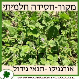 מקור-חסידה חלמיתי