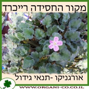 מקור החסידה רייכרד