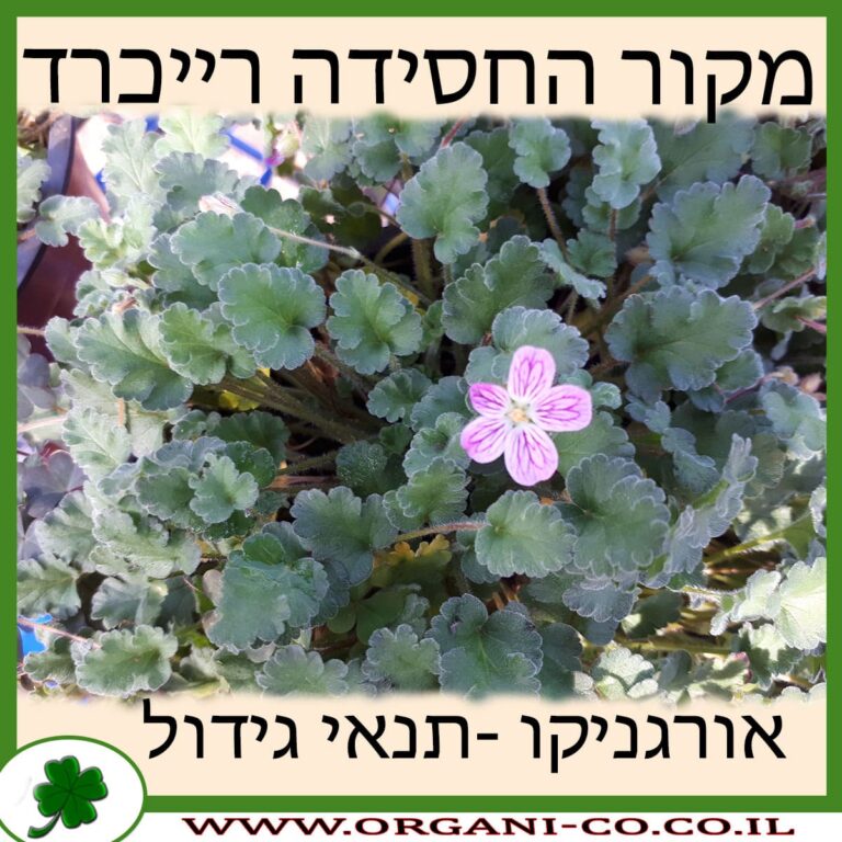 מקור החסידה רייכרד