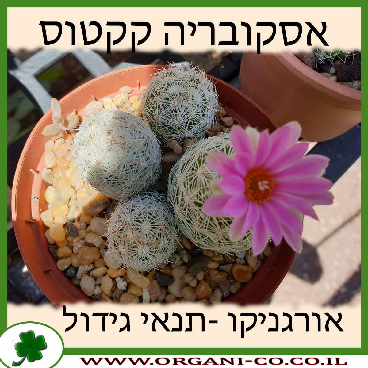 אסקובריה קקטוס