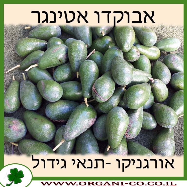 אבוקדו אטינגר אבוקדו אטינגר