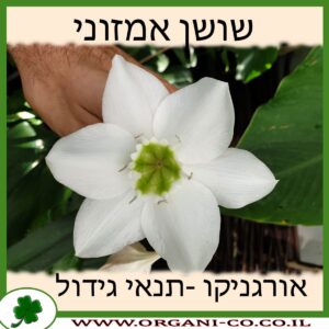 שושן אמזוני