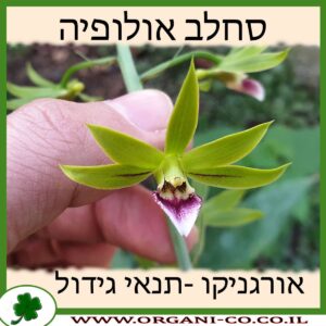 סחלב אולופיה