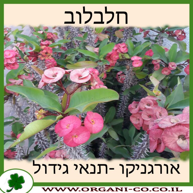 חלבלוב חלבלוב