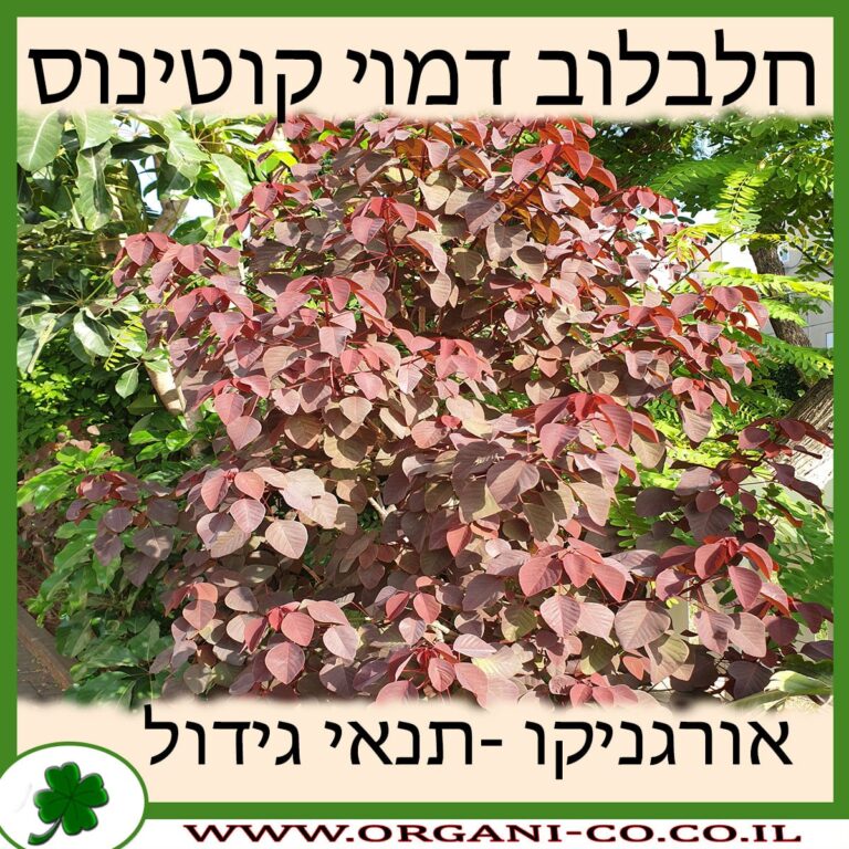 חלבלוב דמוי קוטינוס חלבלוב דמוי קוטינוס