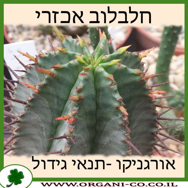 חלבלוב אכזרי חלבלוב אכזרי