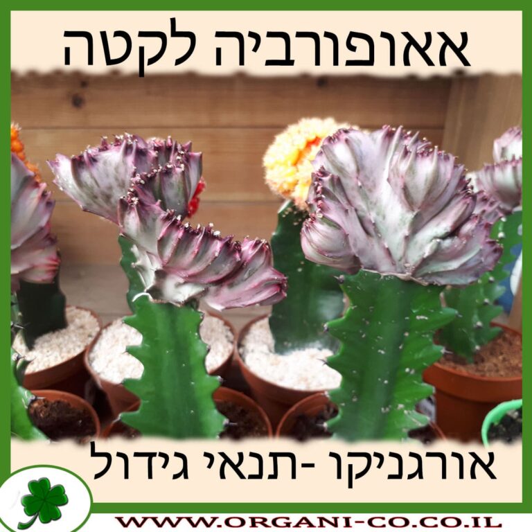 אאופורביה לקטה אאופורביה לקטה
