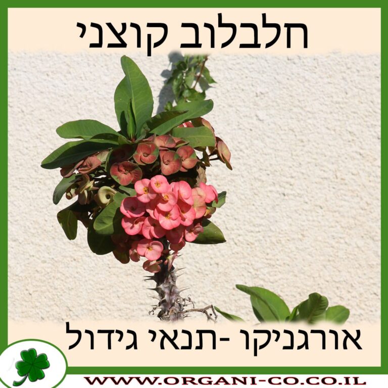 חלבלוב קוצני חלבלוב קוצני