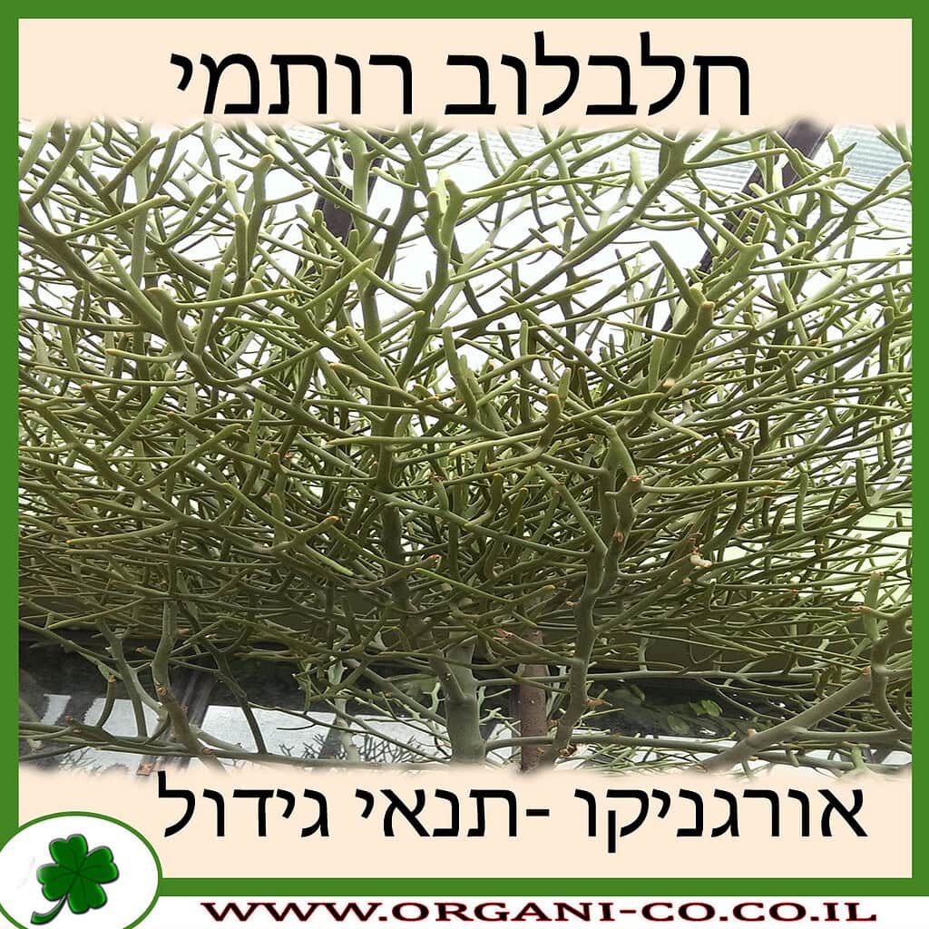 חלבלוב רותמי - גידול - משתלת אורגניקו - תנאי גידול - Euphorbia tirucalli
