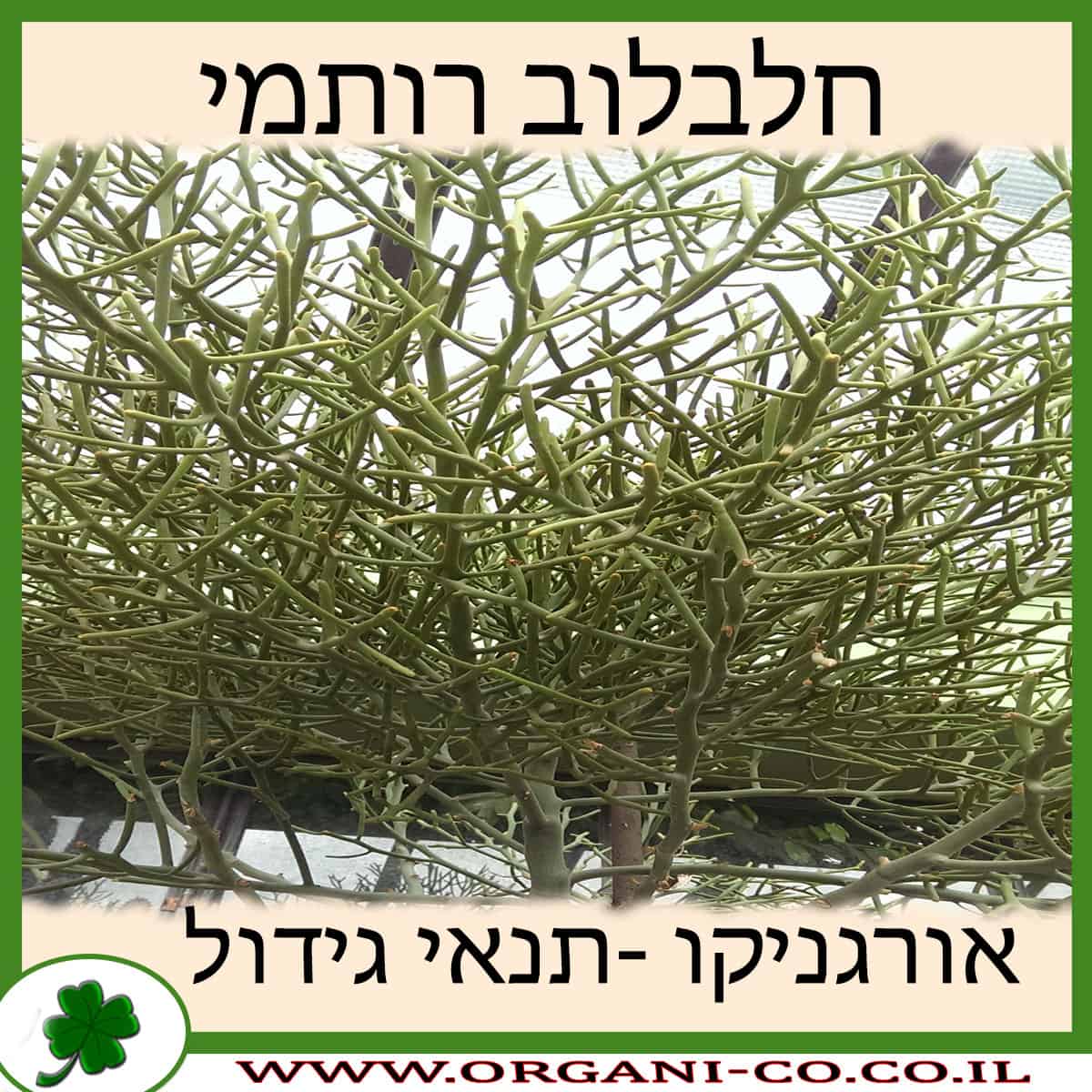 חלבלוב רותמי