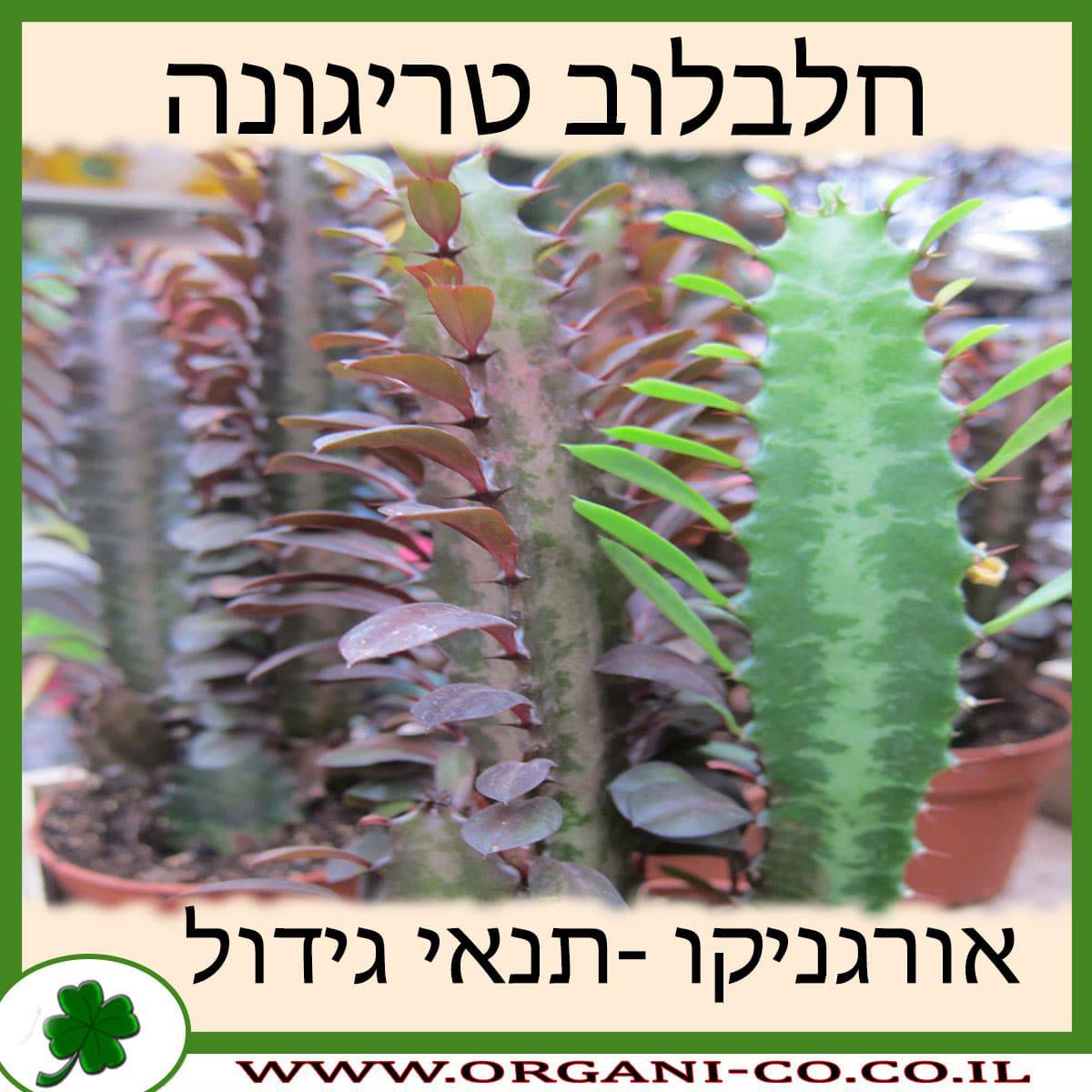 חלבלוב טריגונה
