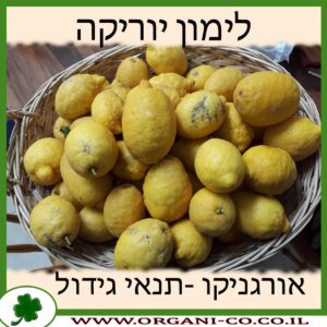 לימון יוריקה