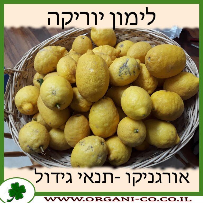 לימון יוריקה לימון יוריקה