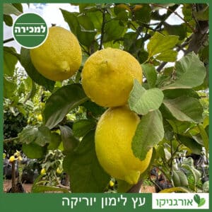 לימון יוריקה למכירה - מחיר