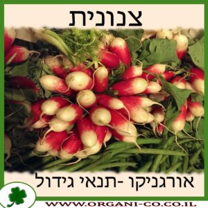 צנונית גידול צמח