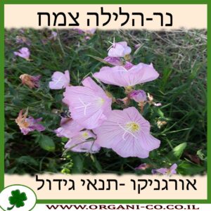 נר-הלילה צמח