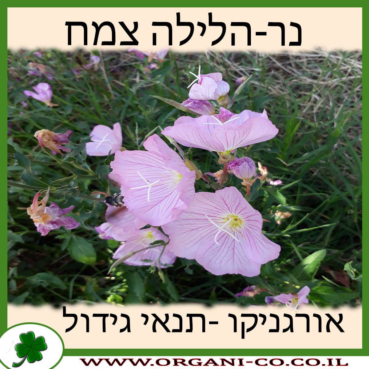 נר-הלילה צמח