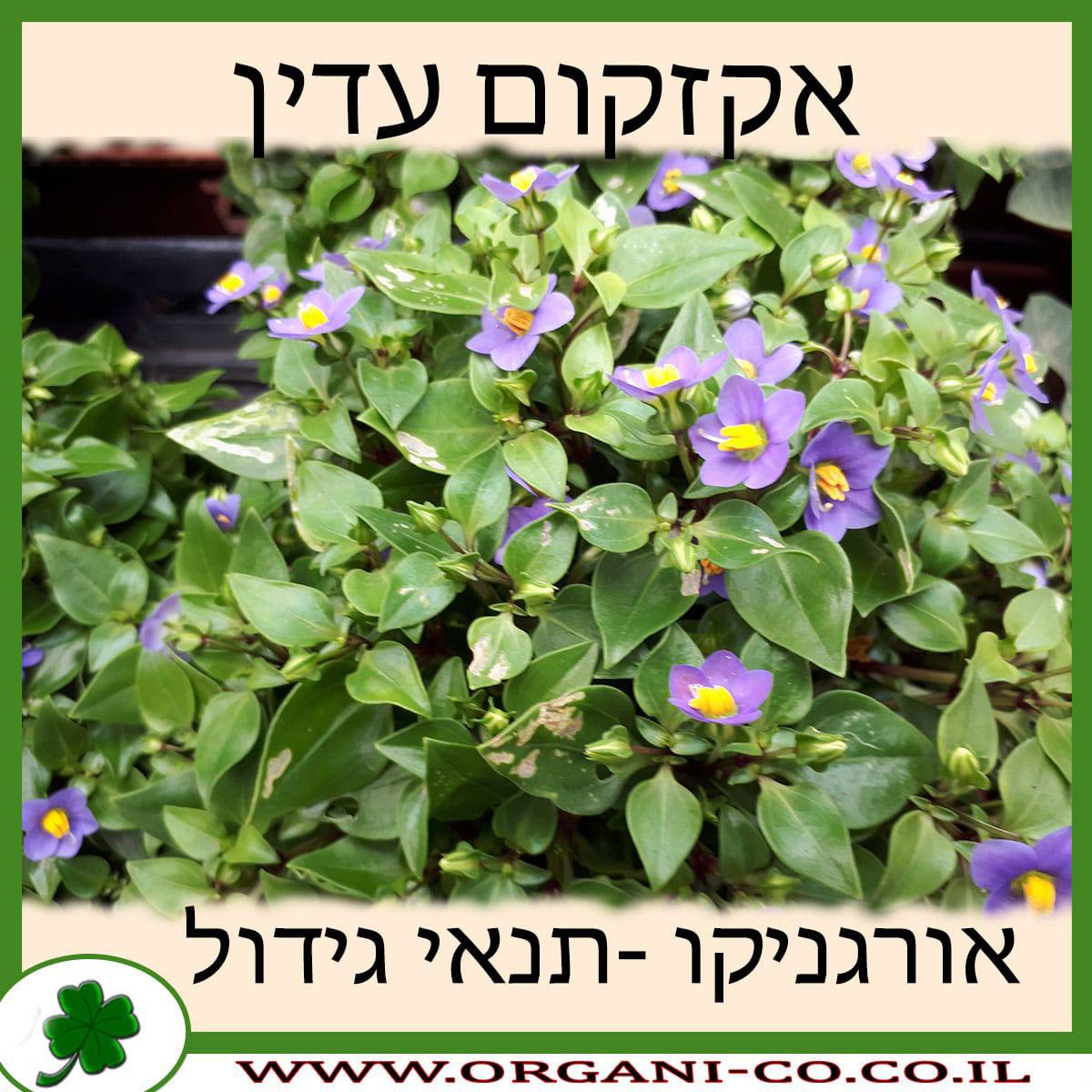 אקזקום עדין