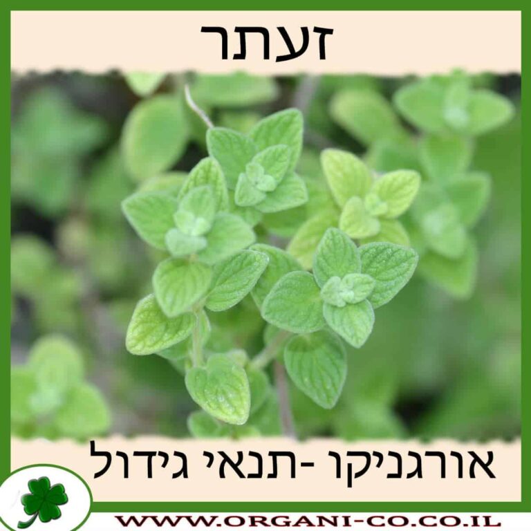 זעתר צמח זעתר גידול צמח