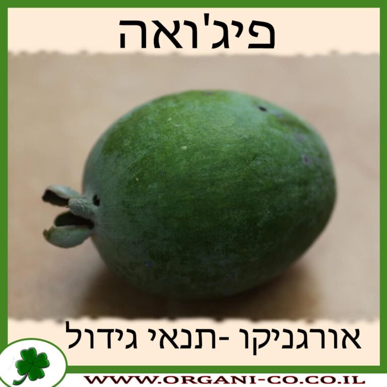 פיג’ויה – פיג'ואה פיג'ואה גידול צמח