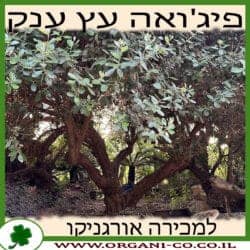פיג'ויה - עץ בוגר עתיק