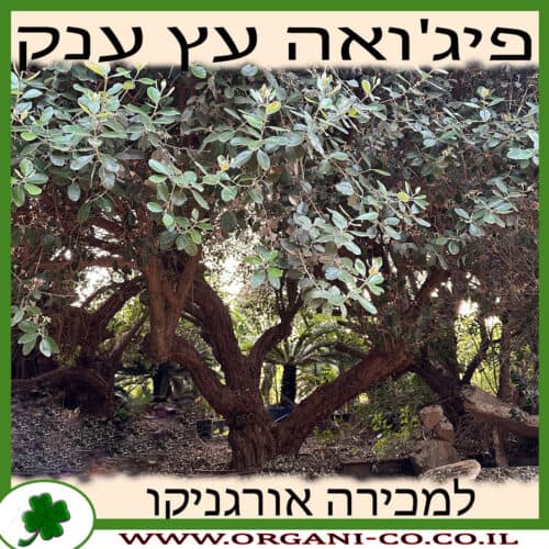 פיג'ויה - עץ בוגר עתיק למכירה - מחיר