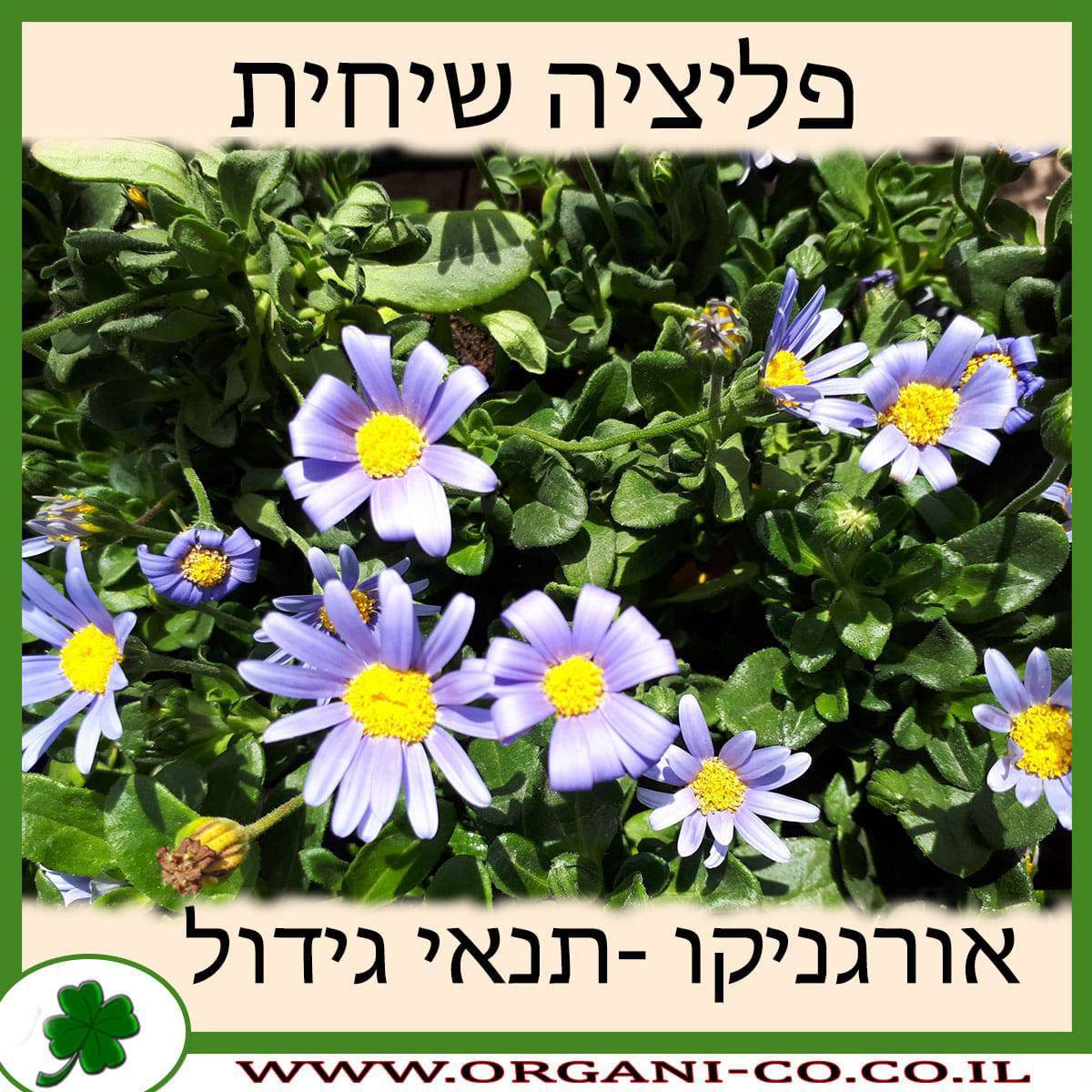 פליציה שיחית