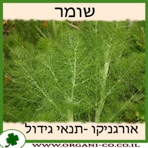 שומר גידול צמח