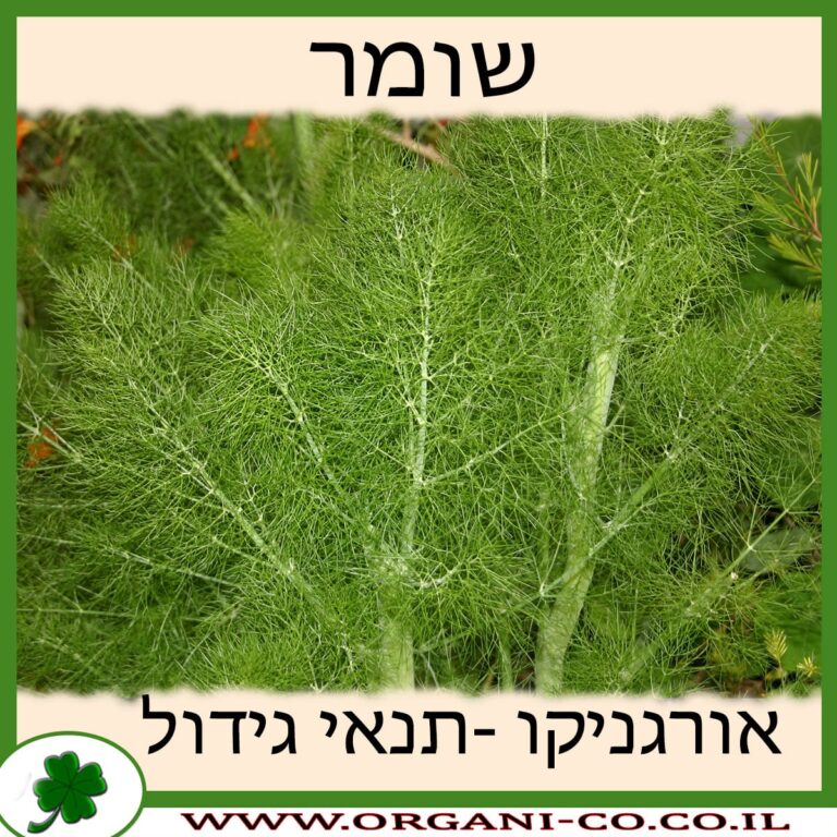 שומר שומר גידול צמח