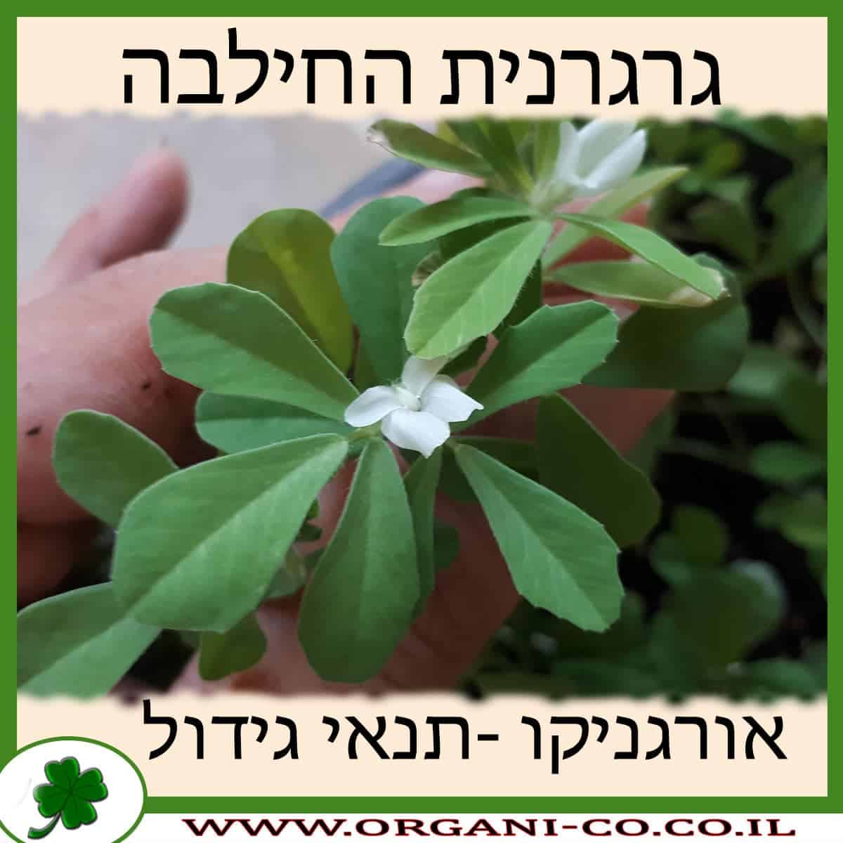 גרגרנית החילבה