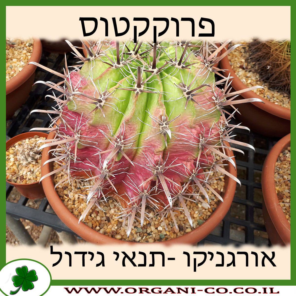 פרוקקטוס