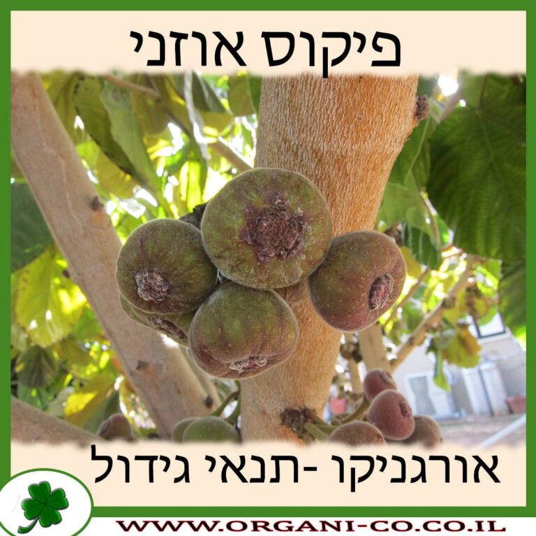 פיקוס אוזני פיקוס אוזני
