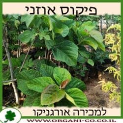 פיקוס אוזני 25 ליטר