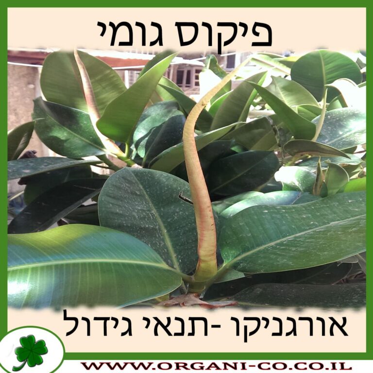 פיקוס גומי פיקוס גומי