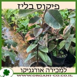 פיקוס בליז 10 ליטר (גומי)