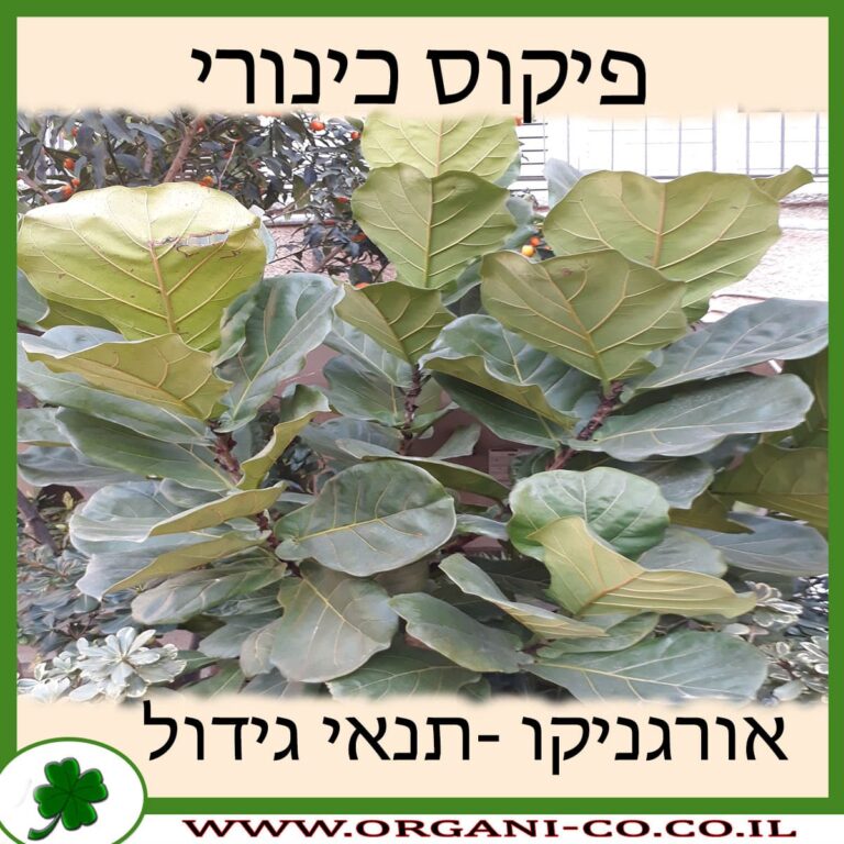 פיקוס כינורי פיקוס כינורי