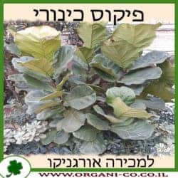 פיקוס כינורי 25 ליטר