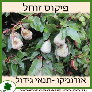 פיקוס זוחל