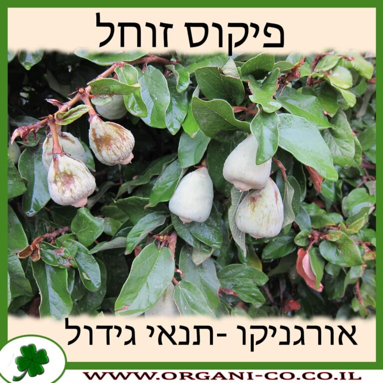 פיקוס זוחל פיקוס זוחל