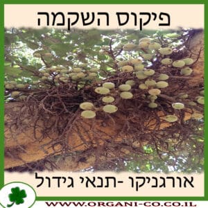 פיקוס השקמה