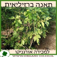 תאנה ברזילאית (סגול) 25 ליטר למכירה - מחיר