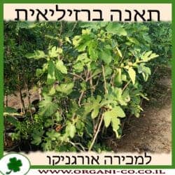 תאנה ברזילאית (סגול) 25 ליטר